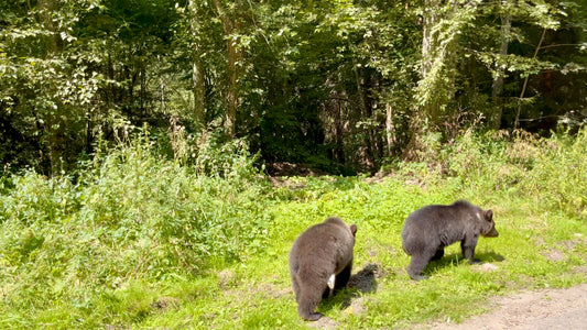 Braunbären im Bucegi-Gebirge