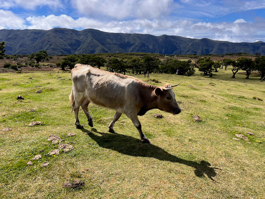 Kulinarische Köstlichkeiten: Essen auf Madeira